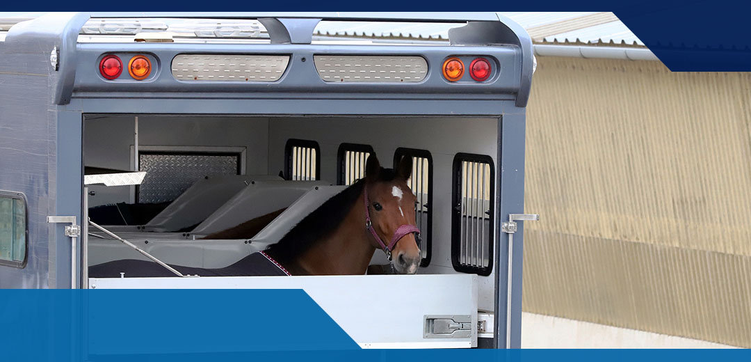 A Guide To Horse Transportation Costs
